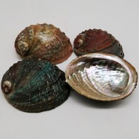 AVALON SHELL VARIOUS SIZES
